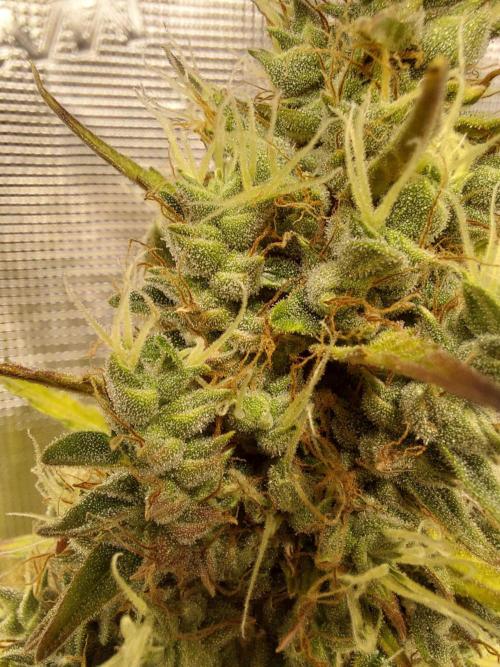 THE JORNEY. Week 13 - gorilla z high flower from the tallest plant