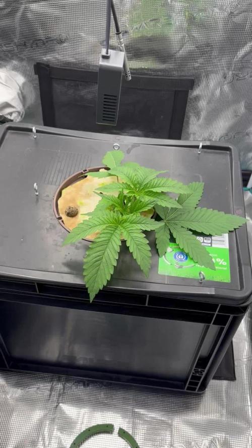 Nova OG - DWC grow LST