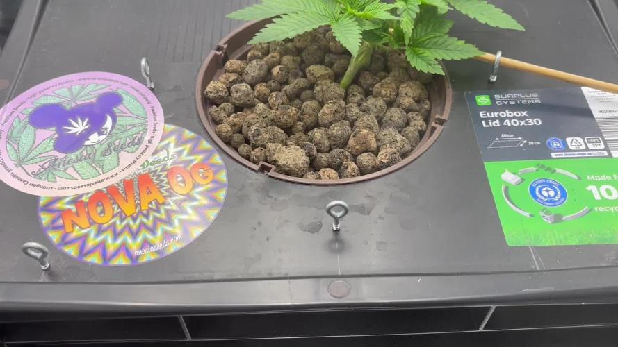 Nova OG - DWC grow LST