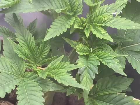 Nova OG