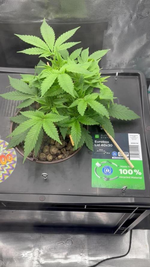 Nova OG