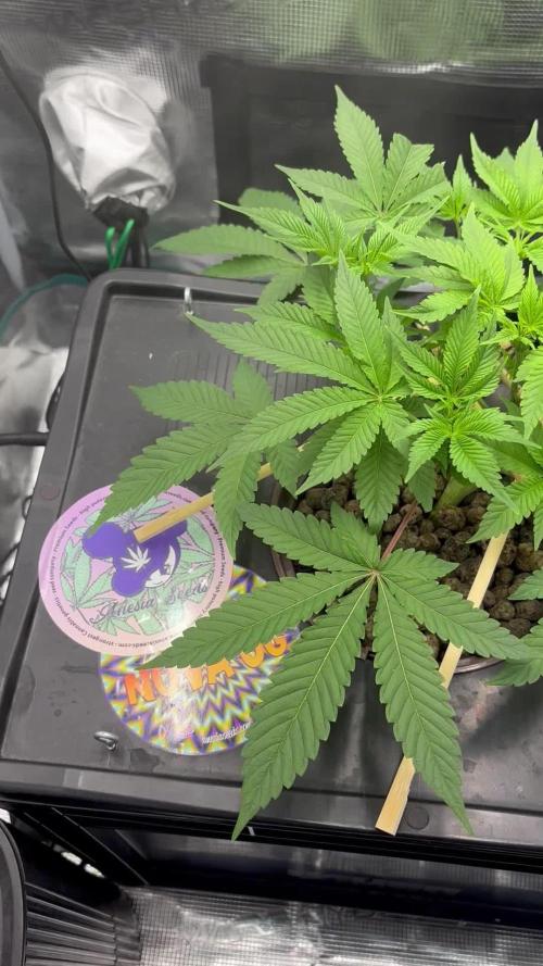 Nova OG