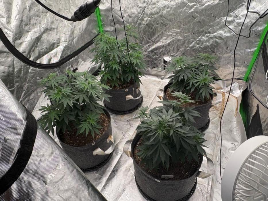 Granddaddy purple. Week 7