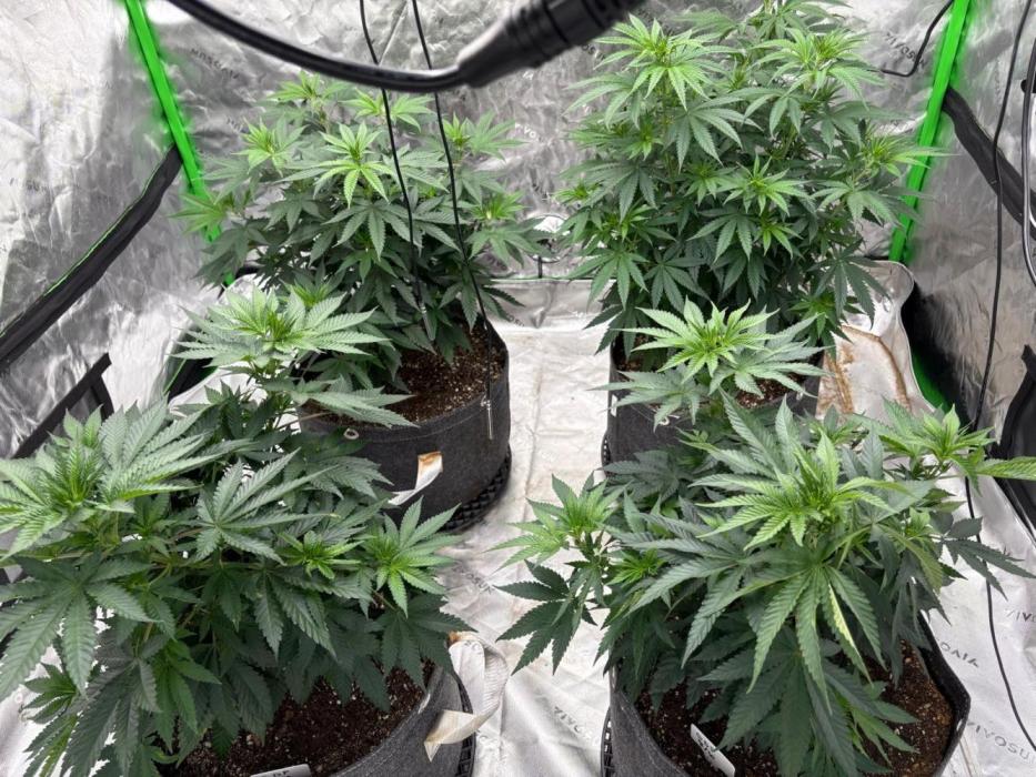 Granddaddy purple. Week 8