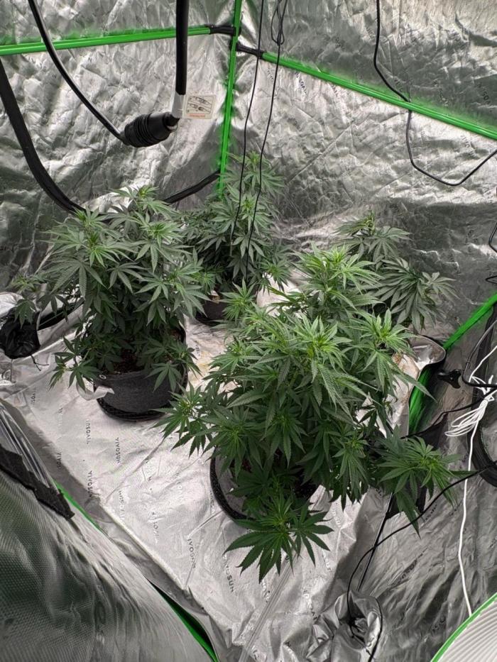 Granddaddy purple. Week 9