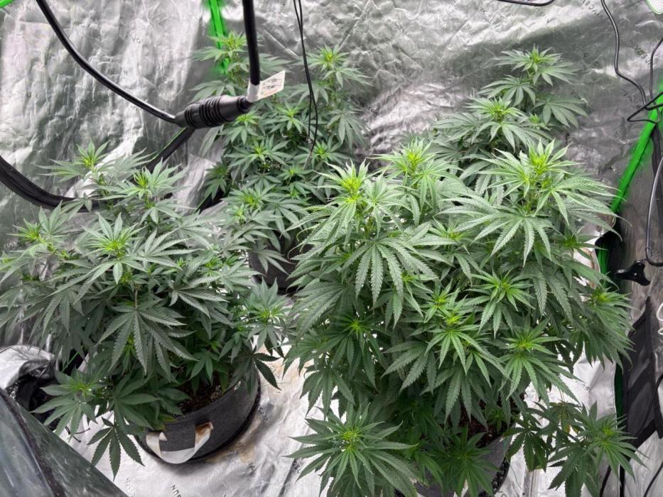 Granddaddy purple. Week 10