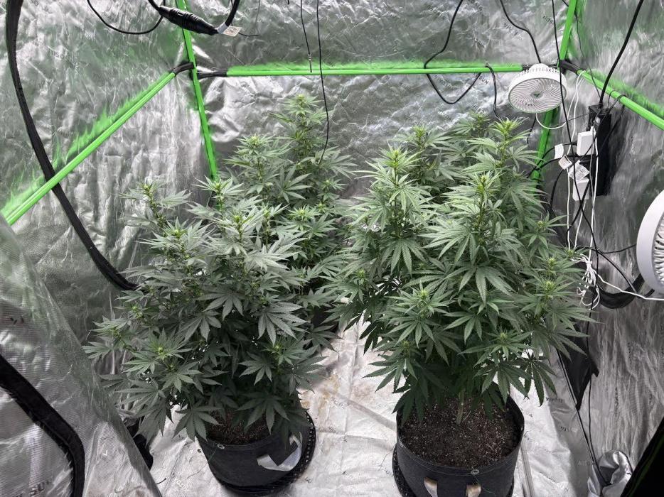 Granddaddy purple. Week 11