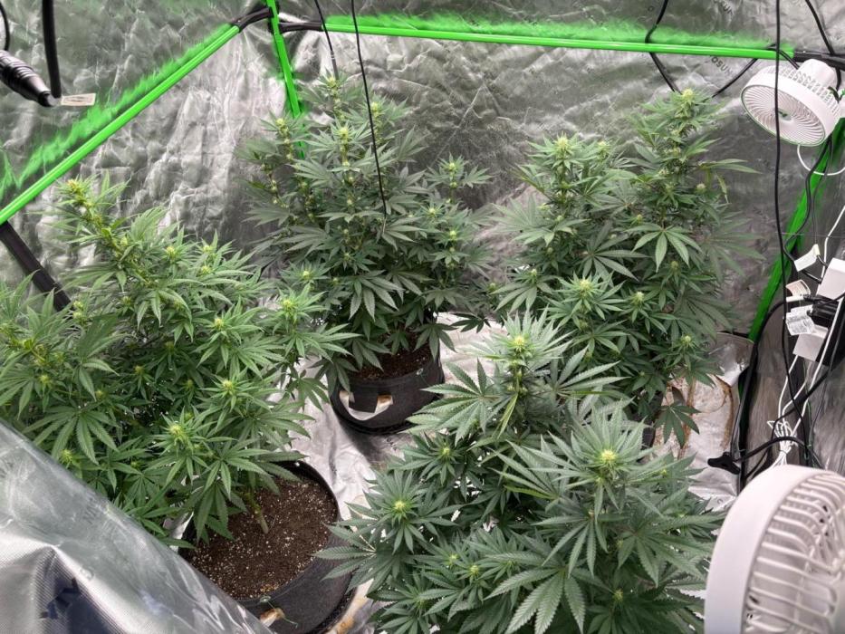 Granddaddy purple. Week 12