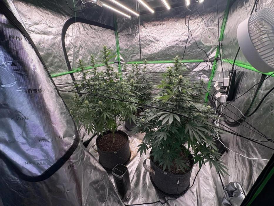 Granddaddy purple. Week 13