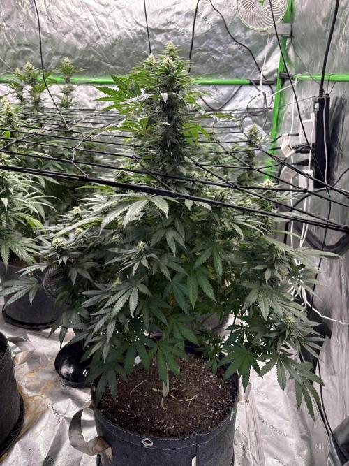 Granddaddy purple. Week 14