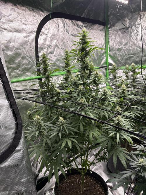 Granddaddy purple. Week 14