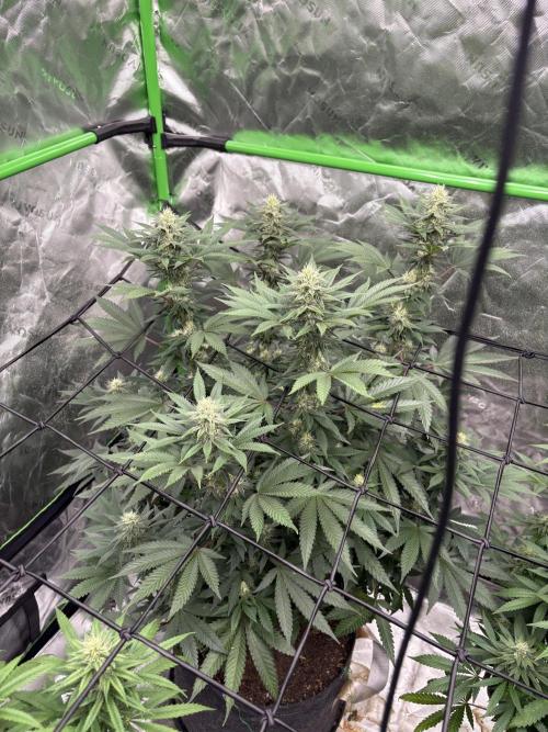 Granddaddy purple. Week 14