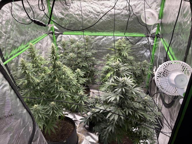 Granddaddy purple. Week 14