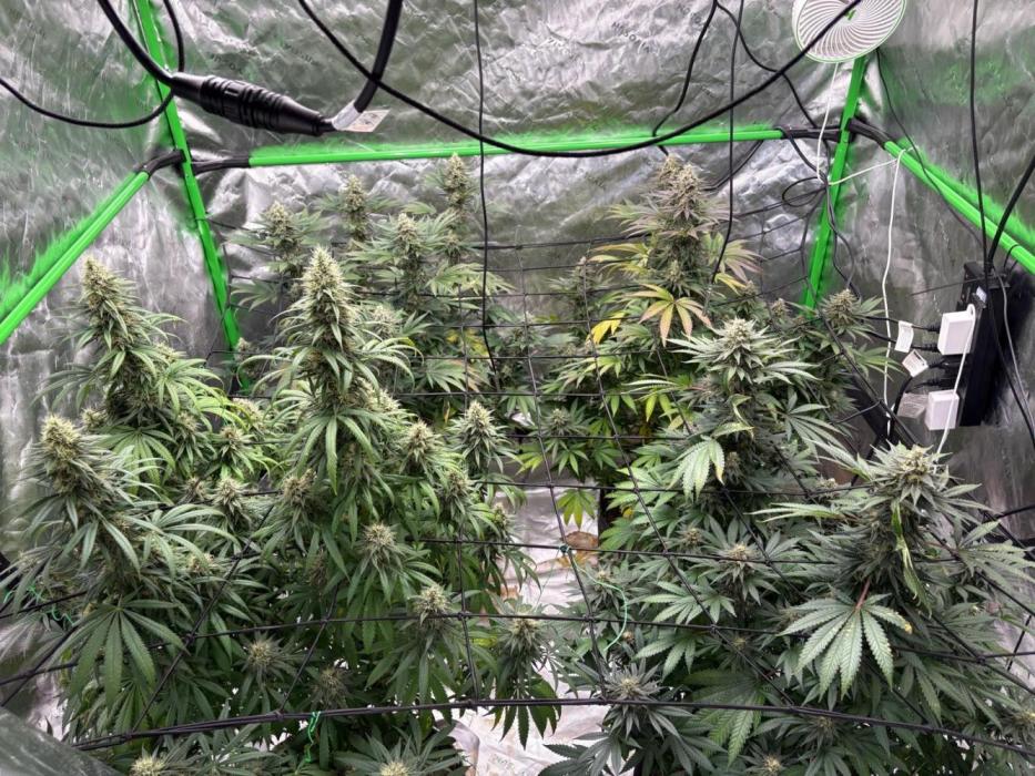 Granddaddy purple. Week 16