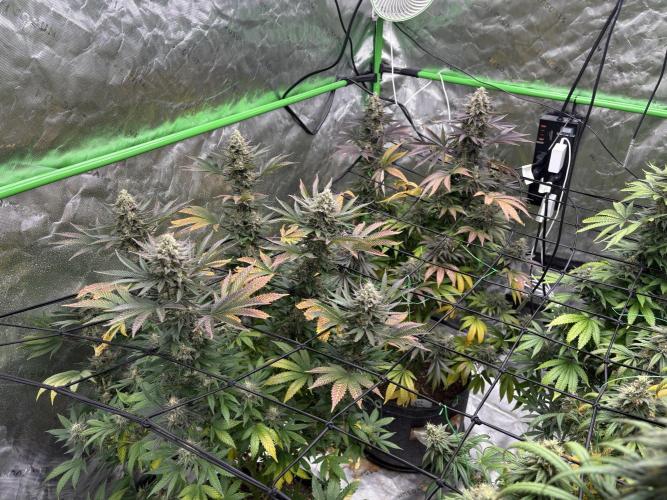 Granddaddy purple. Week 17