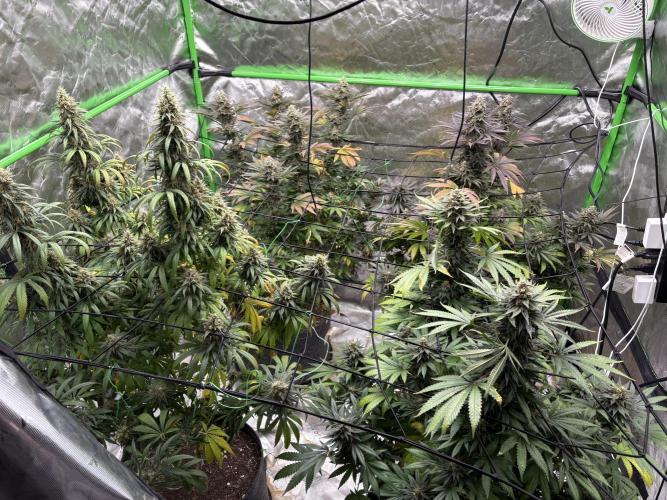 Granddaddy purple. Week 17