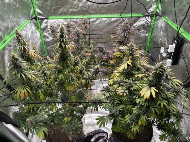 Granddaddy purple. Week 18