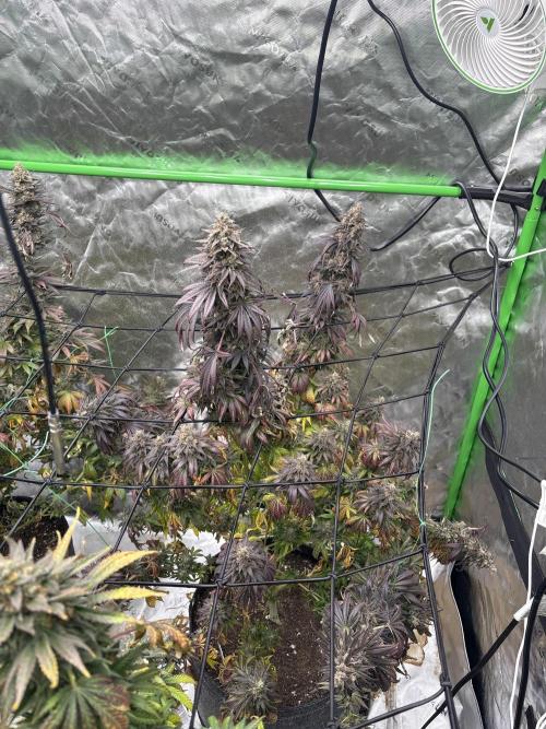 Granddaddy purple. Week 19