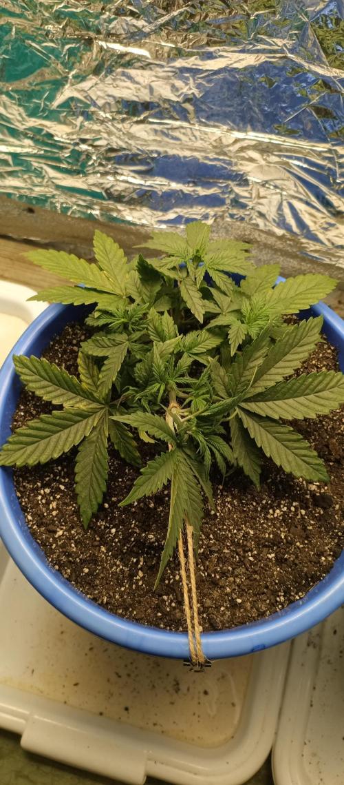 Auto mix. Week 3 - No name 