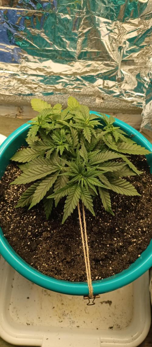 Auto mix. Week 3 - Gorilla cookies 