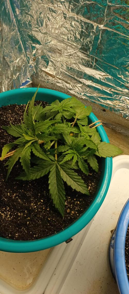 Auto mix. Week 3 - Milky way 