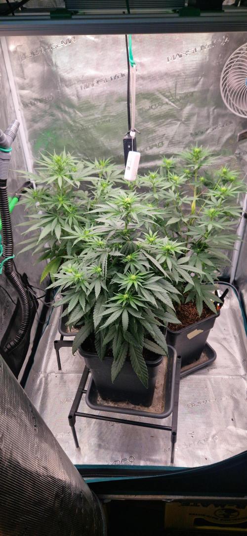 research-genetics.com. Week 2