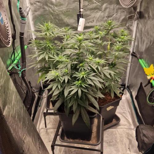 research-genetics.com