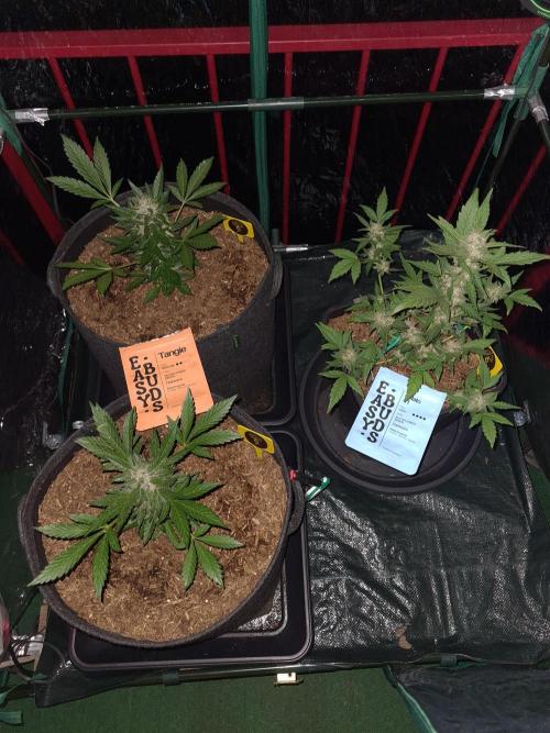 easy-buds.de Balcony(Outdoor). Week 5