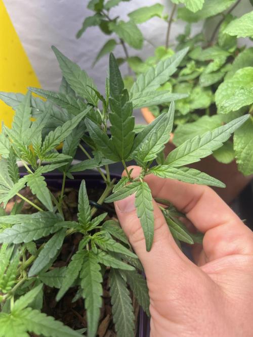 Growing on a shelf on the wall. Week 7 - Afghan #5 clone