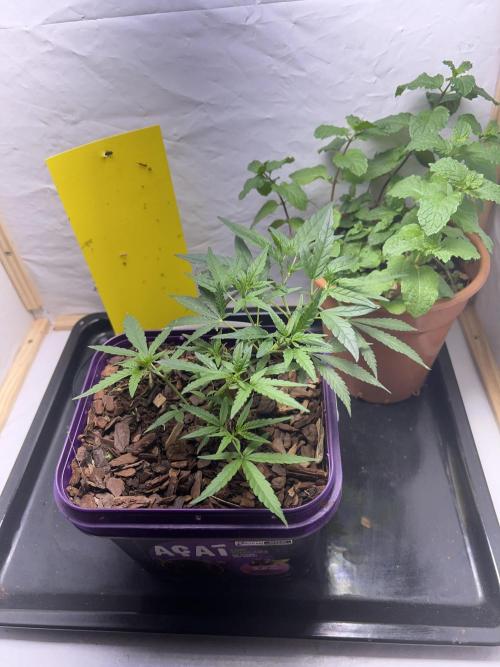 Growing on a shelf on the wall. Week 7 - The Clone and her companions