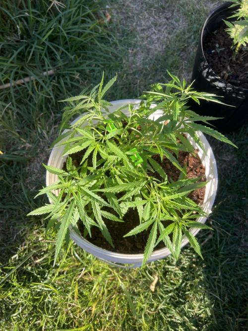 Growing on a shelf on the wall. Week 7 - Mix #3