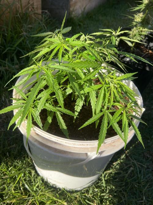 Growing on a shelf on the wall. Week 7 - Mix #3