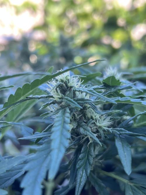 Growing on a shelf on the wall. Week 7 - Afghan #5 (you can see a little seed)