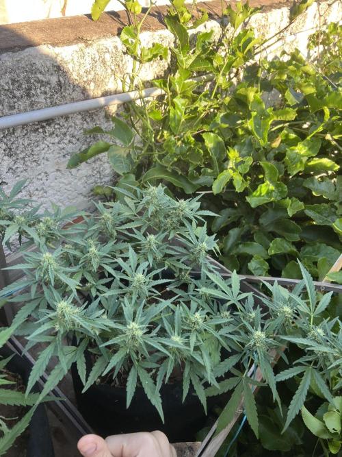 Growing on a shelf on the wall. Week 7 - Afghan #5