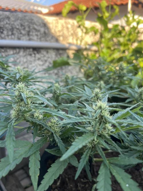 Growing on a shelf on the wall. Week 7 - Afghan #5