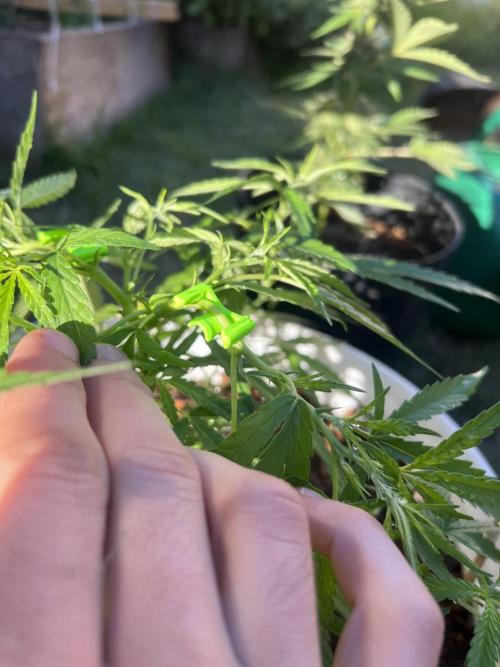 Growing on a shelf on the wall. Week 7 - Showing the bending clips on Mix #3