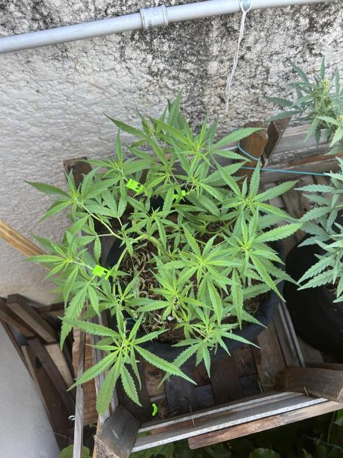 Growing on a shelf on the wall. Week 7 - Argentinian strain
