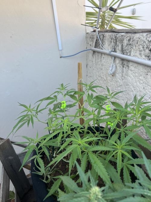 Growing on a shelf on the wall. Week 7 - Argentinian strain