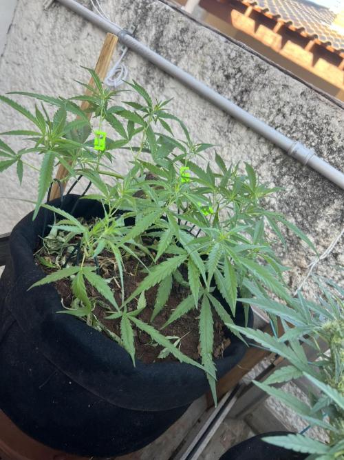 Growing on a shelf on the wall. Week 7 - Argentinian strain