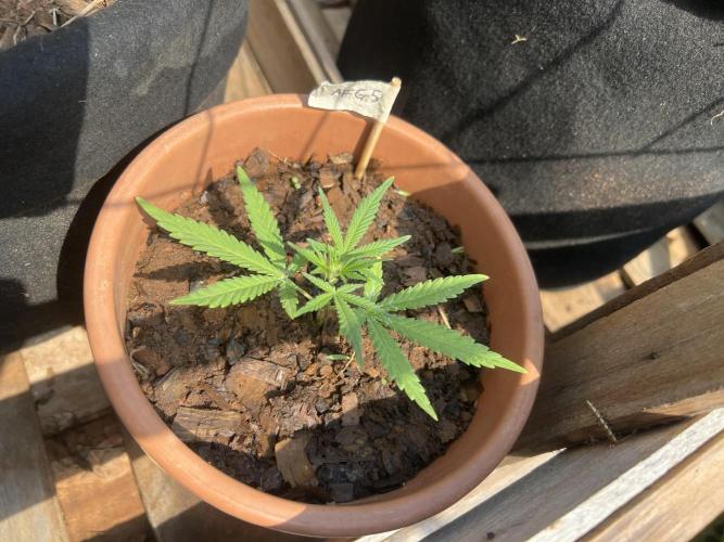 Growing on a shelf on the wall. Week 7 - The afghan #5 clone 18 days ago (oct 6th)