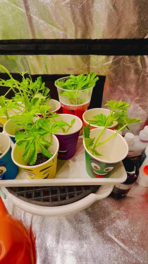 Three Barneys and Mr. Green