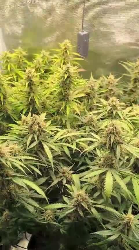 Special Queen 1 Auto (firstgrow)