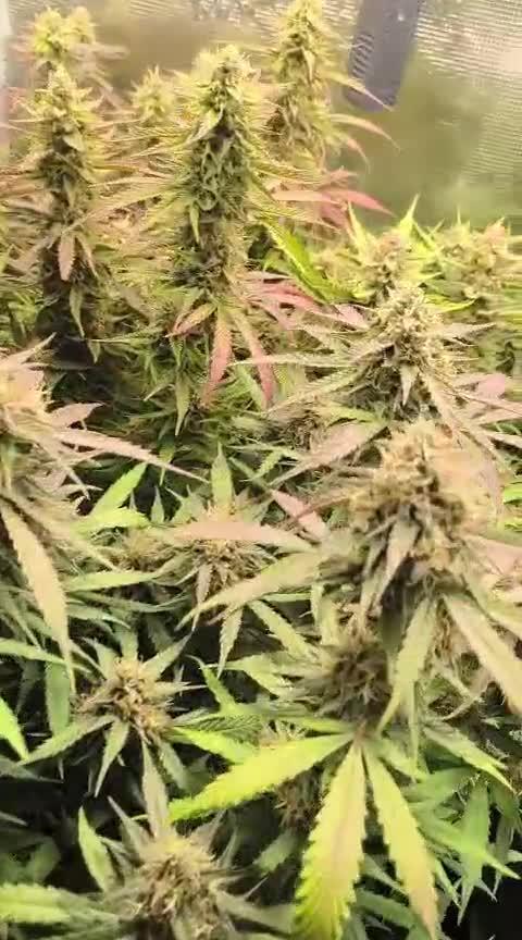 Special Queen 1 Auto (firstgrow)