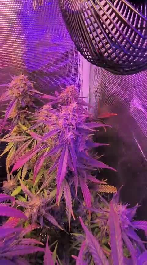 Special Queen 1 Auto (firstgrow)