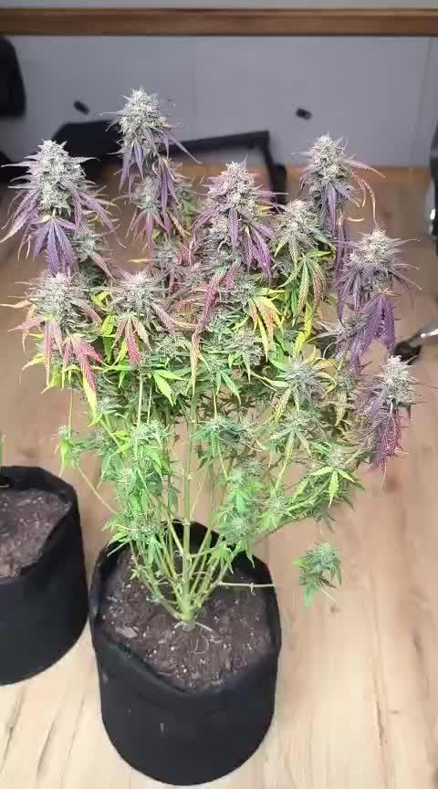 Special Queen 1 Auto (firstgrow)