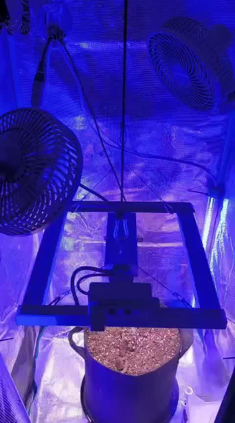 Watermelon Candy F1 auto (second grow)