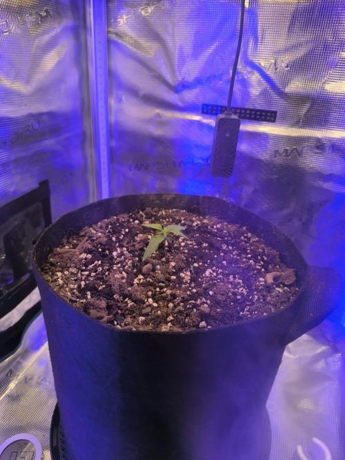 Watermelon Candy F1 auto (second grow). Week 0