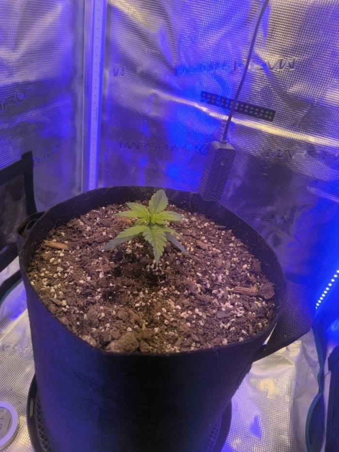 Watermelon Candy F1 auto (second grow). Week 1
