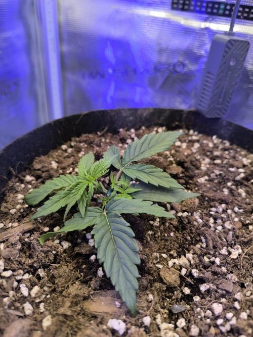 Watermelon Candy F1 auto (second grow). Week 2