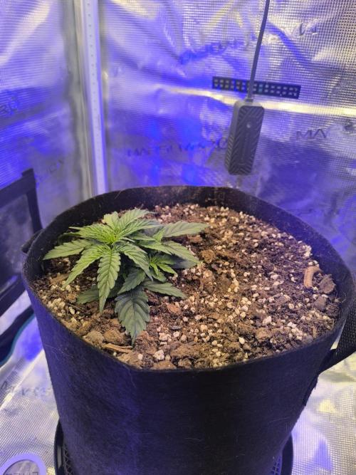 Watermelon Candy F1 auto (second grow). Week 2